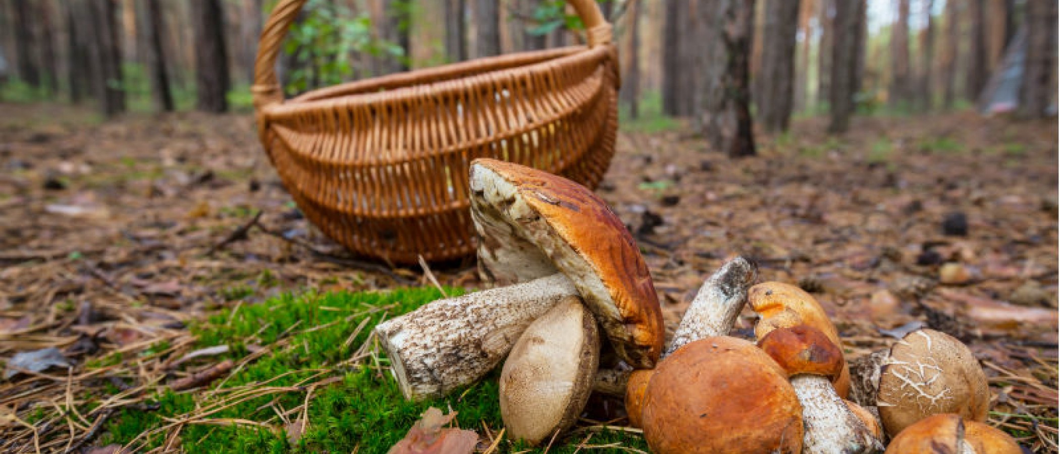 65η Εκδρομή: Δάσος Μογγοστού