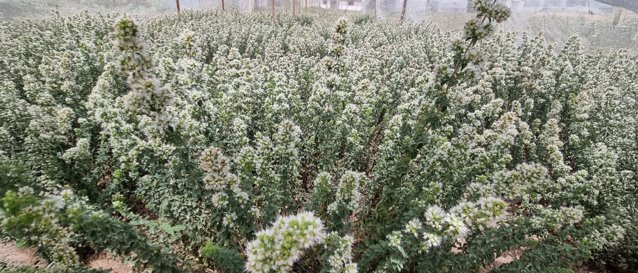 Innovation of the Agricultural University of Athens: “Arethousa”, the First Greek Oregano Variety, Established in Northern Evia