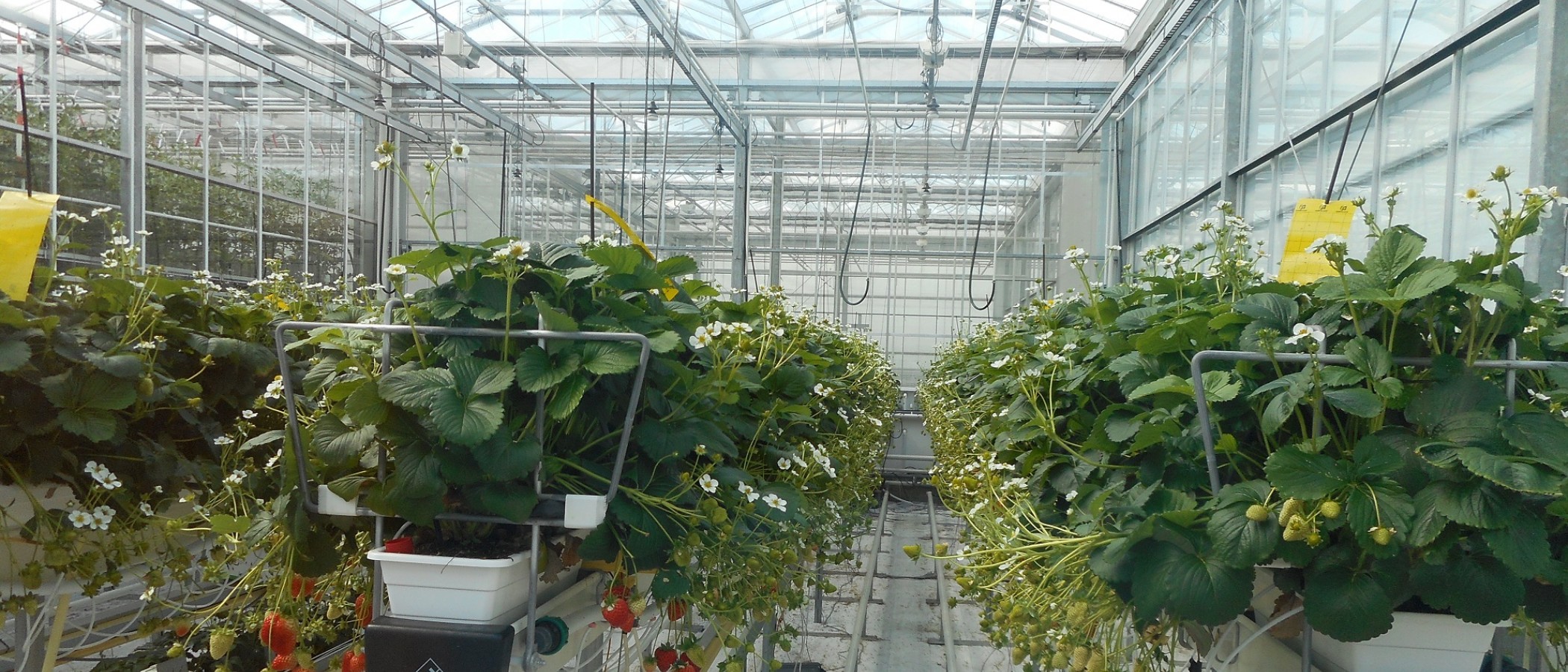 Διϊδρυματικό Μεταπτυχιακό Πρόγραμμα Σπουδών - Καλλιέργειες Υπό Κάλυψη - Υδροπονία