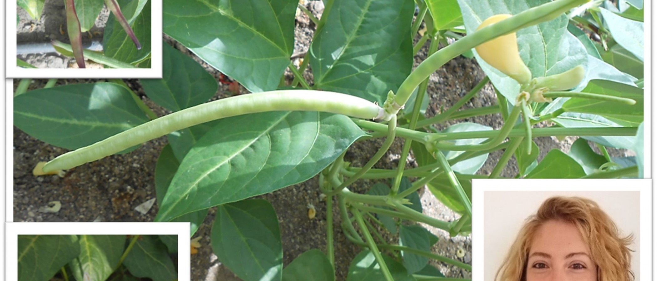 Agricultural University of Athens – Laboratory of Plant Breeding & Agricultural Experimentation: Distinction of Efstathia Lazaridi with the Christidis Award