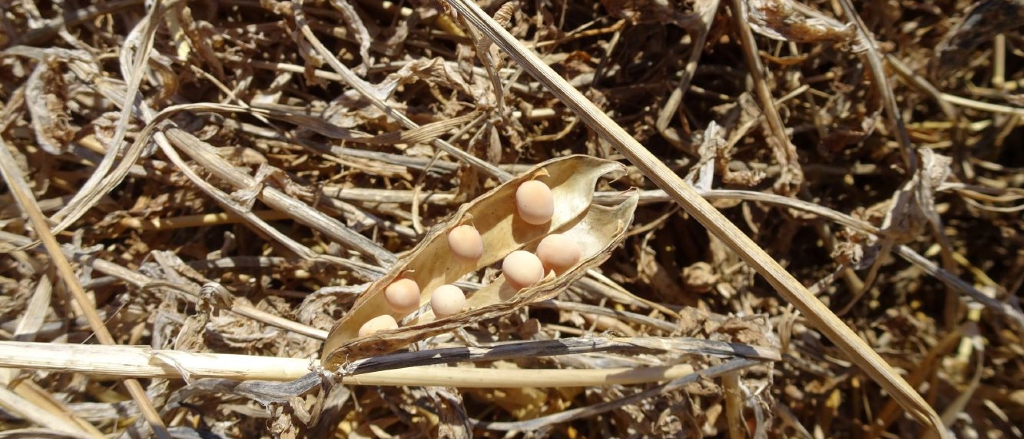  The Agricultural University of Athens Highlights the “Fava Cycle in the Greek Islands” as an Element of Greece’s Intangible Cultural Heritage
